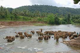 more elephants