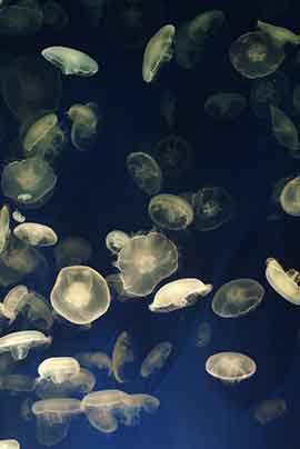 ocean life